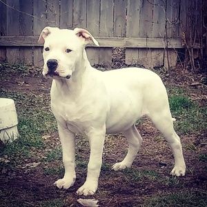 Meet your Posher, Tico